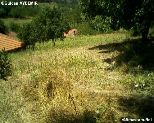 acarlar koyu 34446